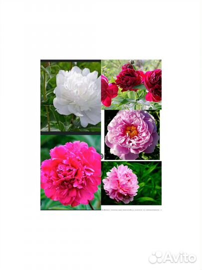 Пионы сортовые саженцы