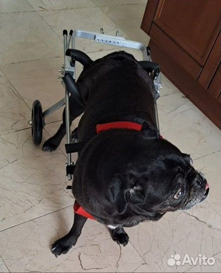 Инвалидная коляска для собак и кошек