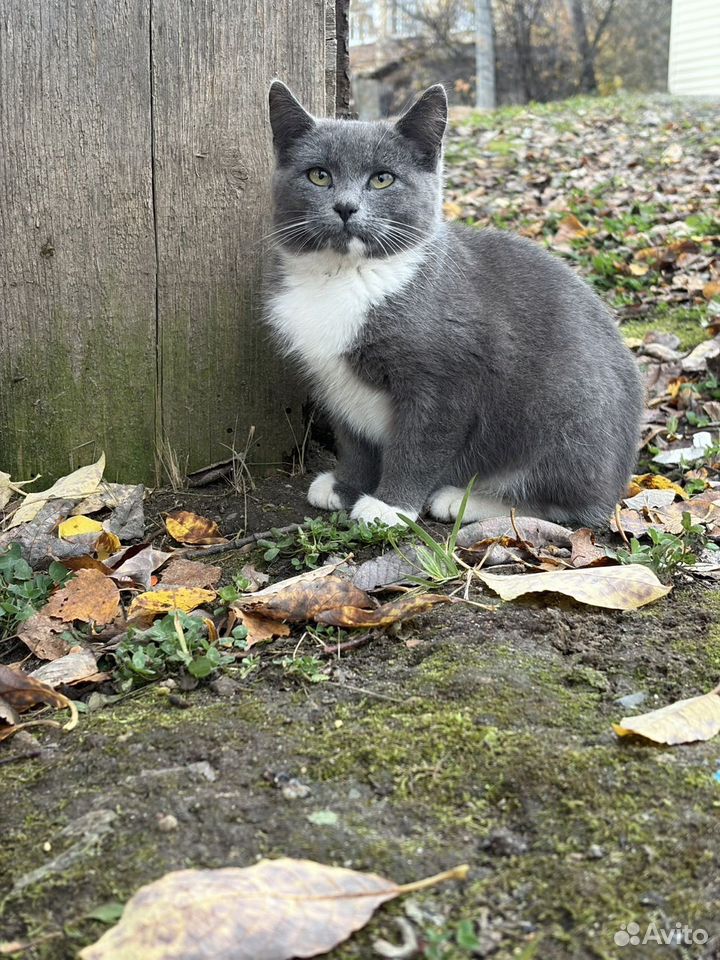 Котёнок в добрые руки, Ростов