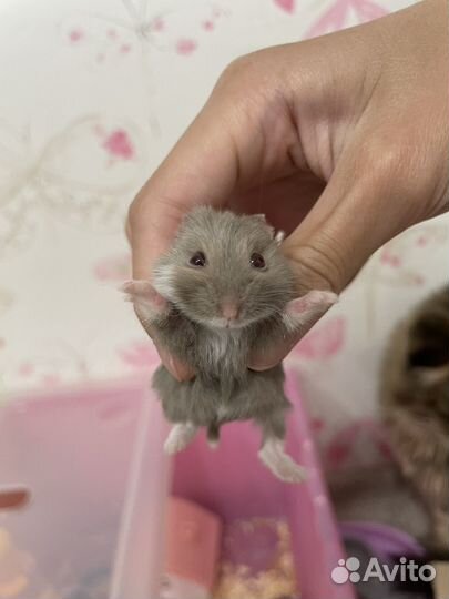 Хомяк кэмпбелла