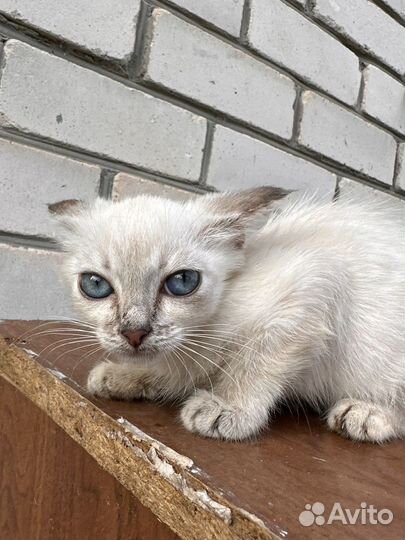 Кошечка в добрые руки