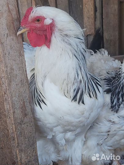 Колумбийская брама