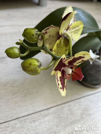 Орхидея фаленопсис