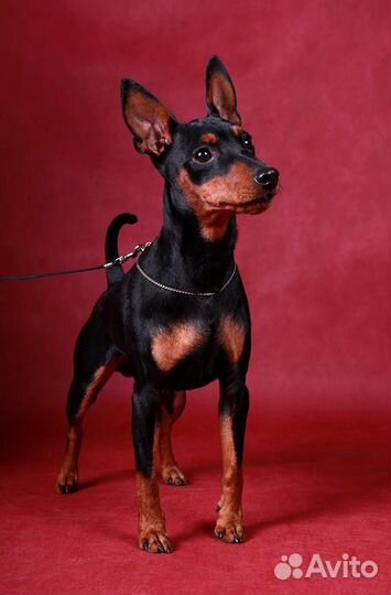 Цвергпинчер