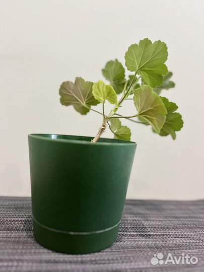 Герань с красными цветами (росток)