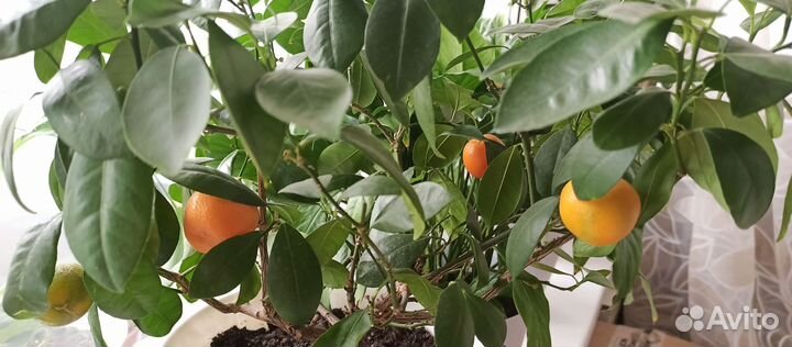 Мандариновое дерево с плодами