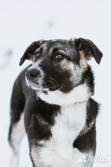 Собаки бесплатно в добрые руки