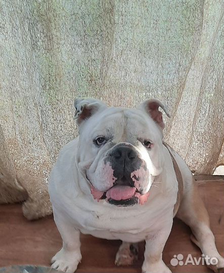 Отдам в добрые руки