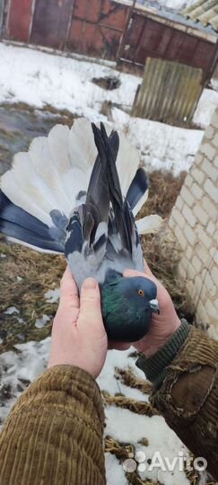 Николаевские голуби