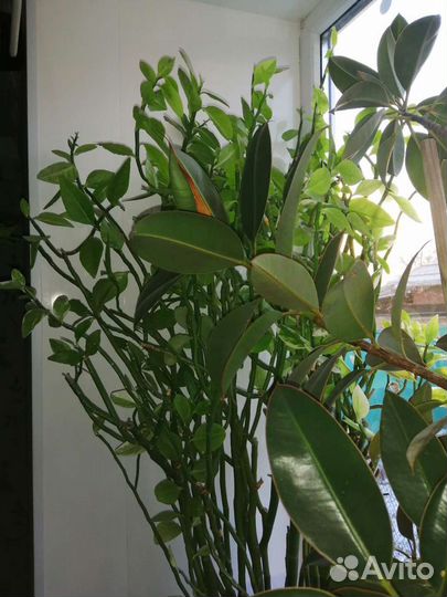 Комнатные цветы