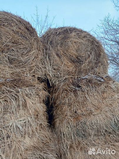 Продам сено в рулонах, 3 центнера
