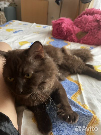 Кошка