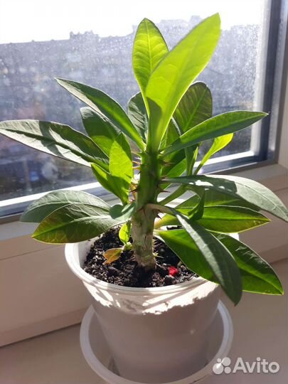 Молочай Миля