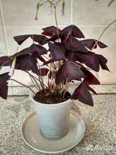 Кислица оксалис