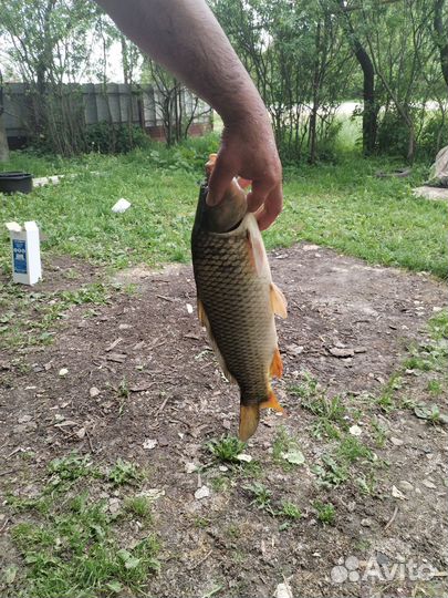 Живая рыба толстолобик карп