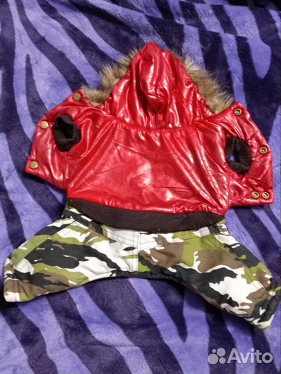 Одежда для животных