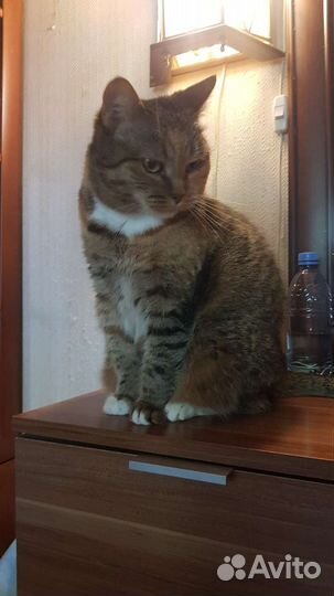 Трехцветка Пышка 2года стерилизованна привита