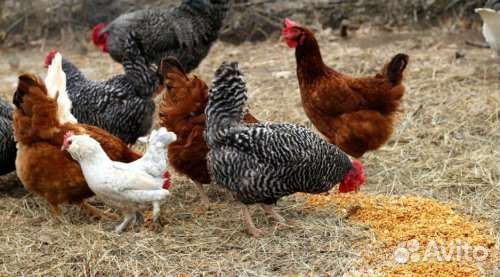 Куры молодки несушки 4,5 месяца с доставкой