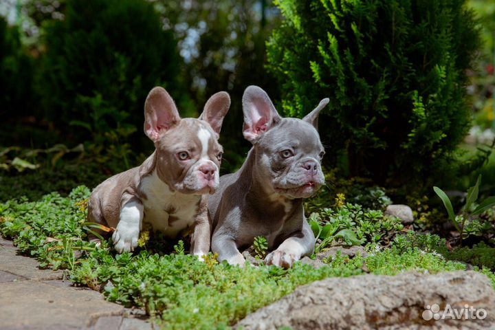 Французский бульдог девочки
