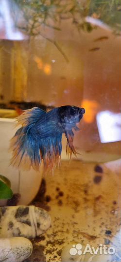 Петухи рыбки