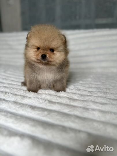 Померанский шпиц мальчики