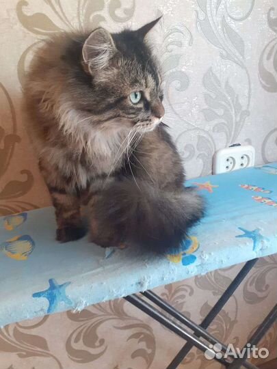 Кошечка бесплатно