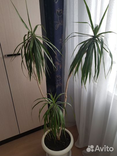 Пальма драцена