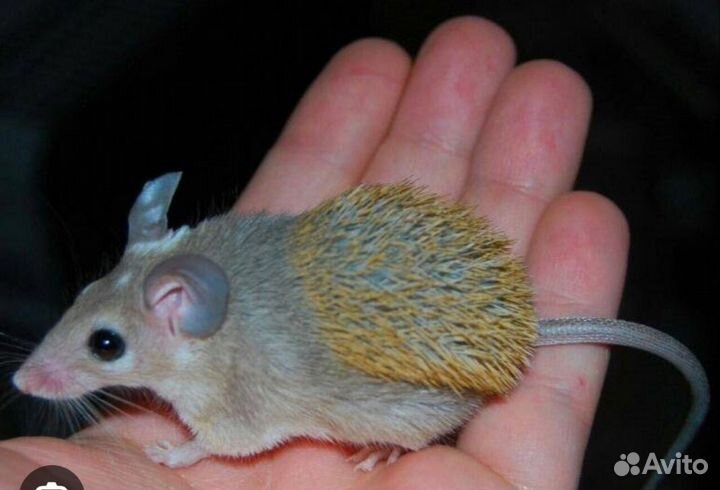 Иглистые мыши(акомисы),декоративные мышки