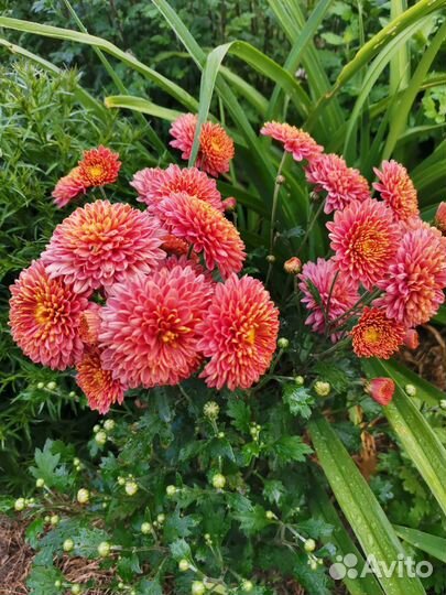 Хризантема корейская (не черенки)