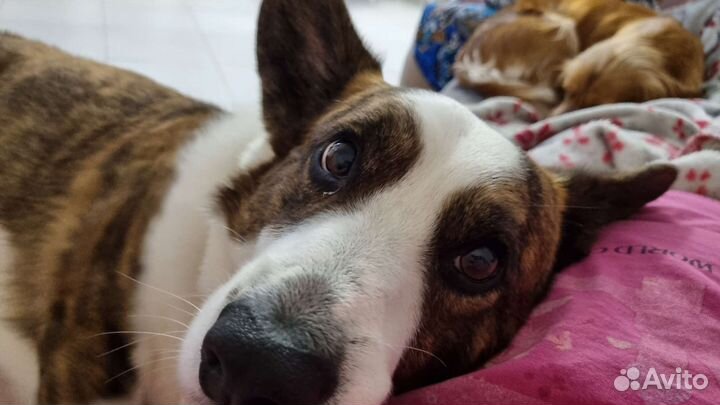 Передержка собак(мелких пород) на дому