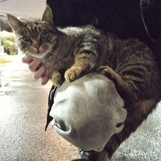 Котик ручной
