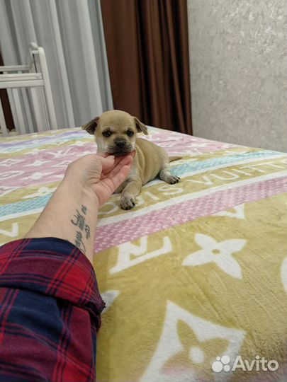 Щенки чихуахуа