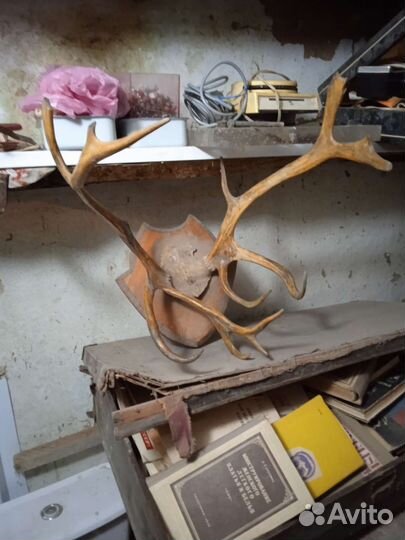 Рога оленя
