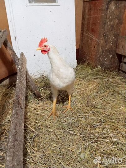 Молодые петухи