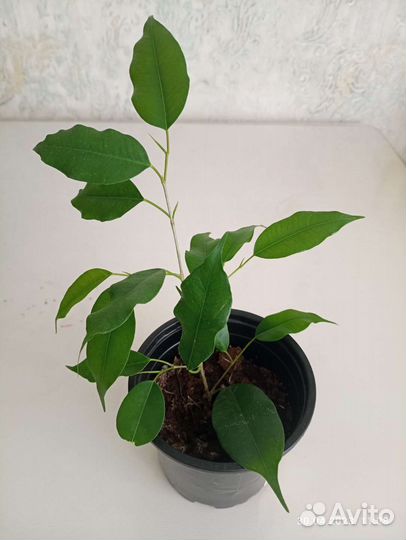 Фикус бенджамина