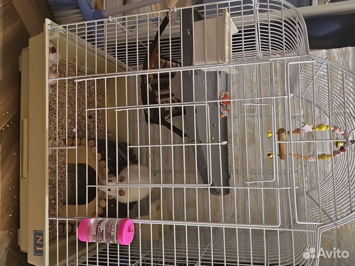 Крыски дамбо