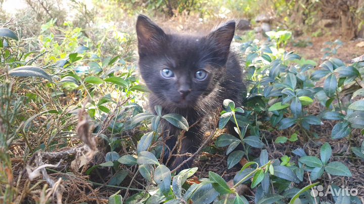 Котята 1 месяц