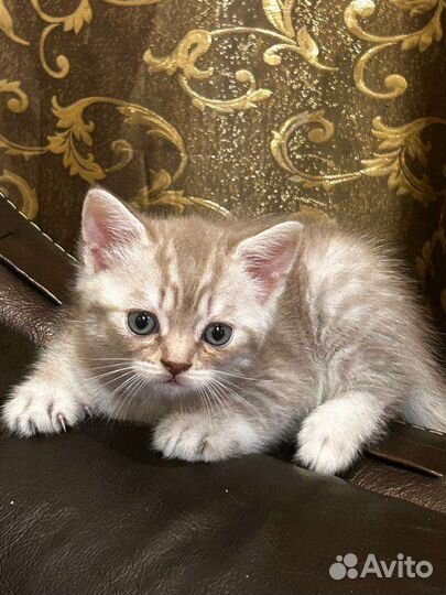 Шотландский прямоухий котик лиловый