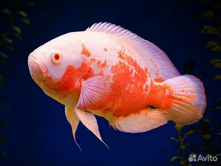 Астронотус Красный Альбино (M) (арт 3091)