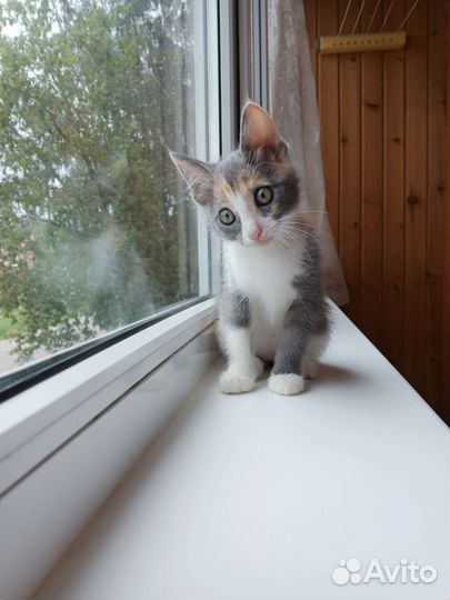 Трёхцветка Умка в добрые руки