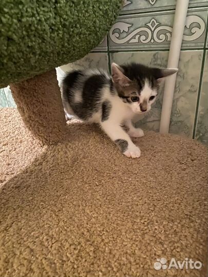 Котята метисы бенгальской кошки