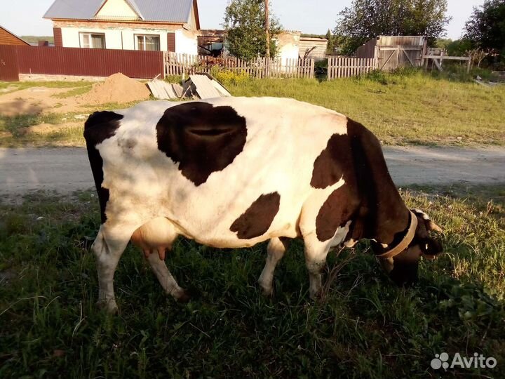 Корова, телята, бык