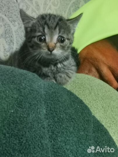 Кошки в добрые руки