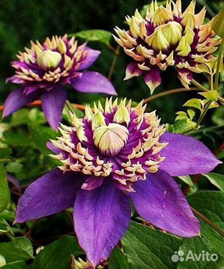 Саженцы Клематеса Тайга