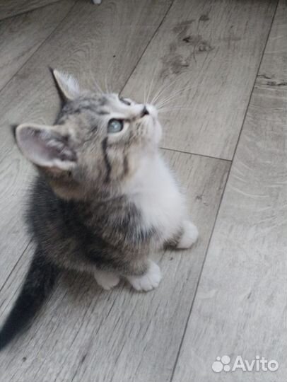 Тигровый табби