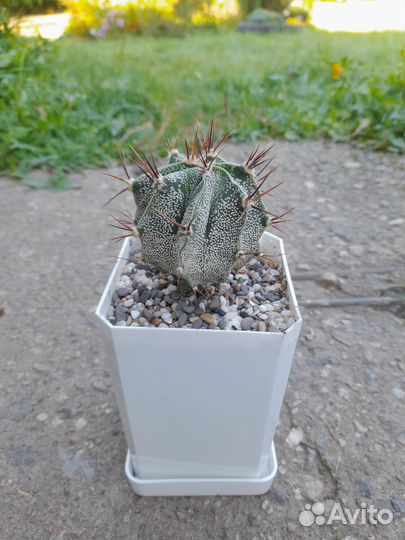 Астрофитум орнатум