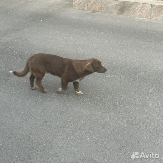 Собака щенок