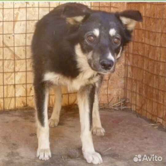 Собака на усыпление