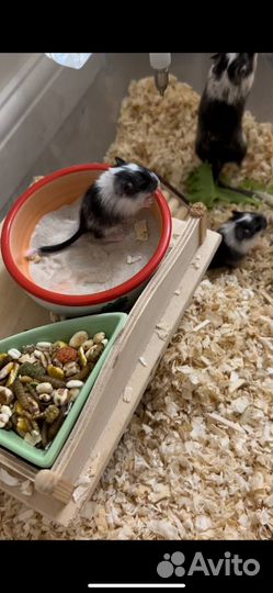 Монгольская песчанка