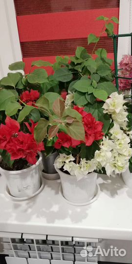 Бугенвиллия